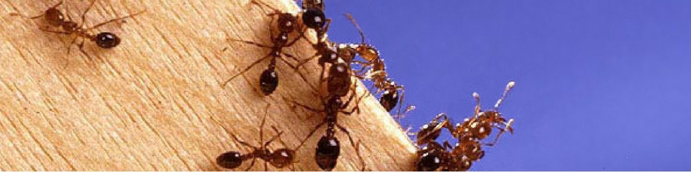 Fire ants, biosecurity