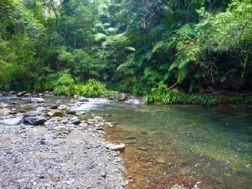 Urumbilum Creek - Bindarri National Park