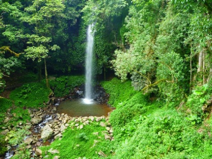 Crystal Shower Falls - Dorrigo NP