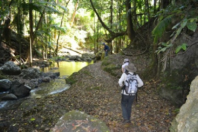 Sheepstation Creek - Border Ranges NP