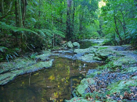 Terania Creek - Nightcap National Park