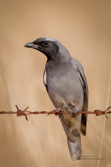 Cuckoo-Shrike