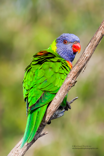 Rainbow Lorikeet