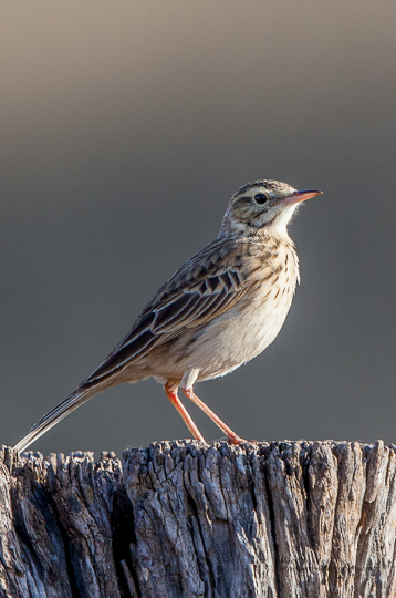 Songlark