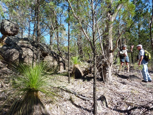 Kerry explains that these plants are GRASS TREES.