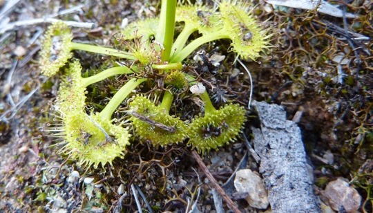Sun dew?? - Carnivorous plant!! - drosera